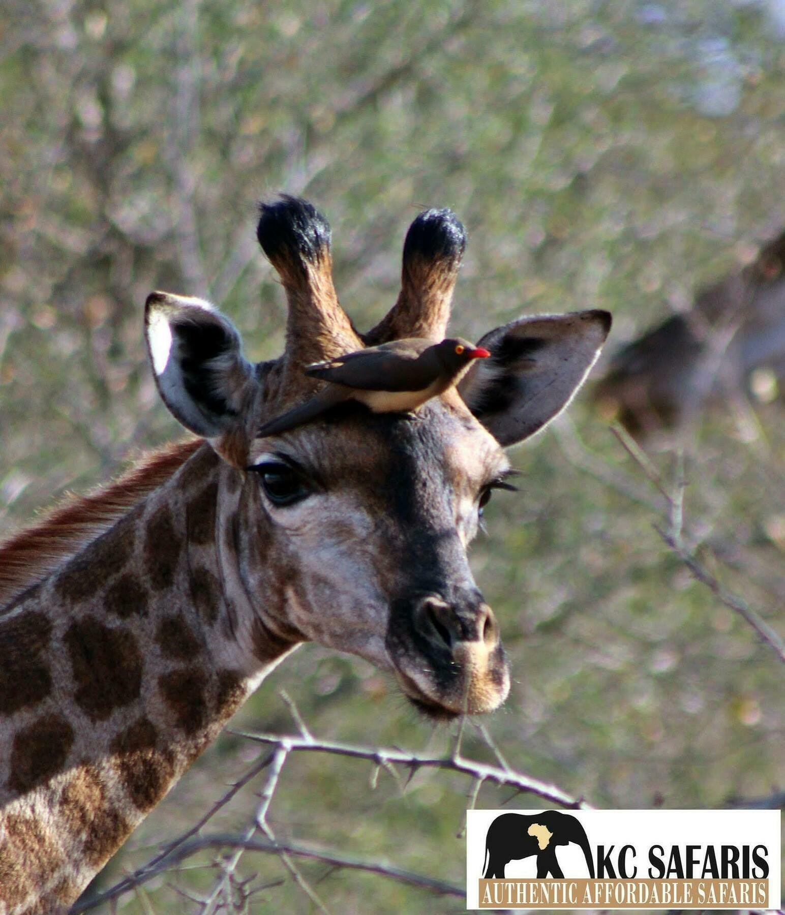 Roamers Rest Safari Lodge Balule Game Reserve Exterior photo